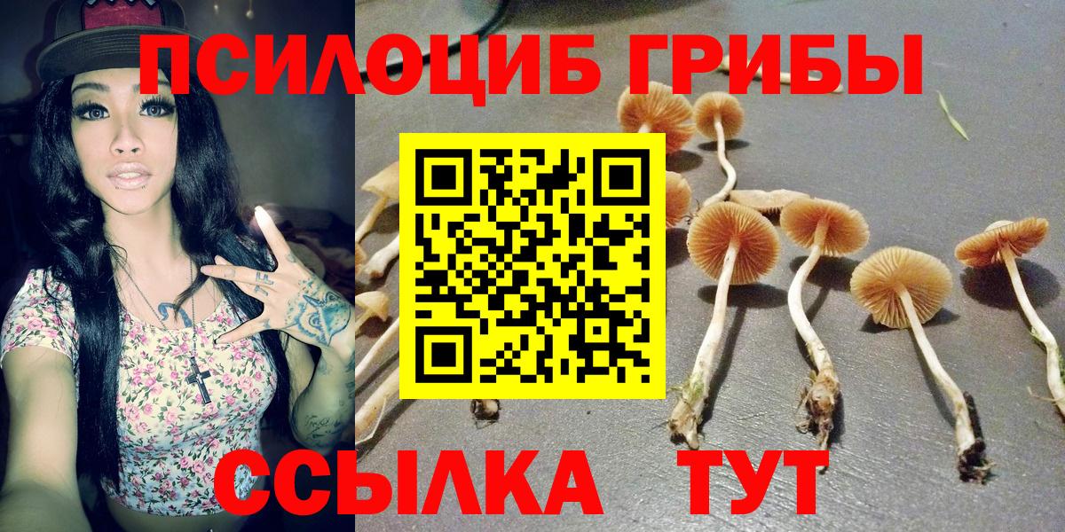 Лесной  Галлюциногенные грибы Psilocybe  Вход с VPN 